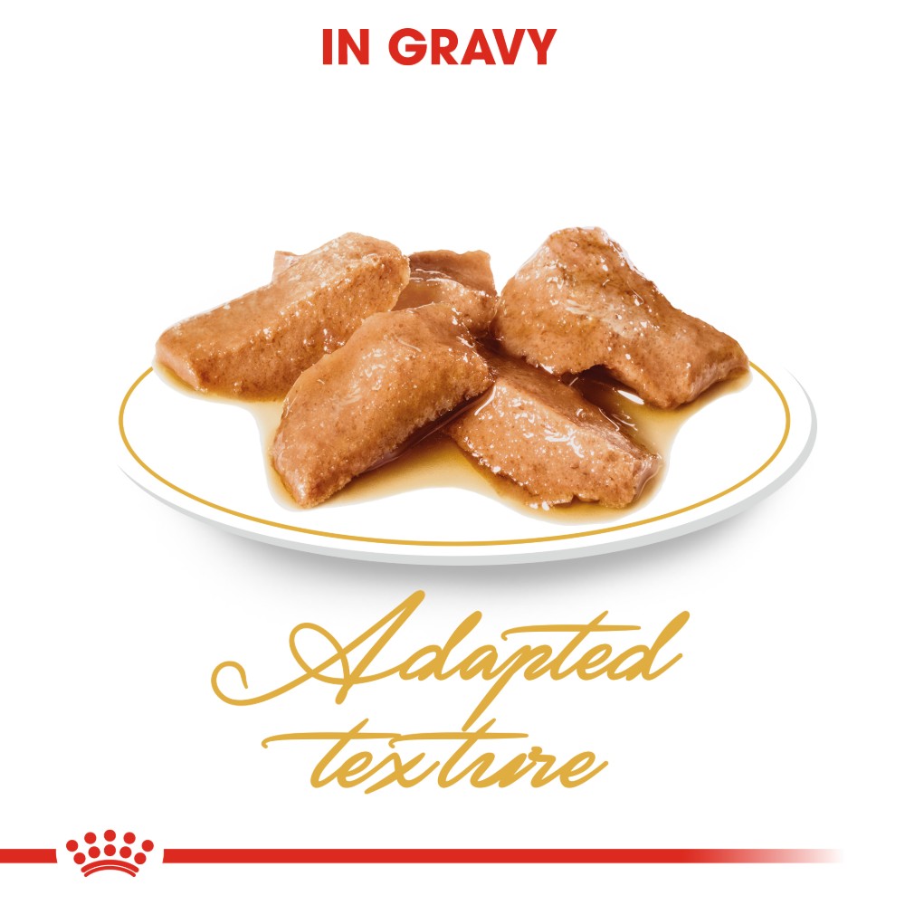Royal Canin Maine Coon Adult in Gravy