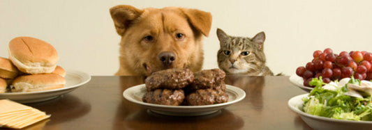 What NOT to Feed Your Canine