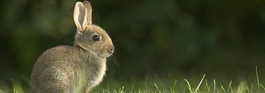 Caring for your rabbit