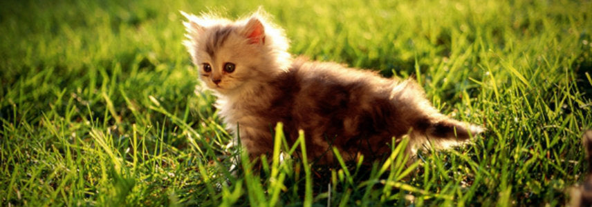Should I Let My Cat Outdoors?