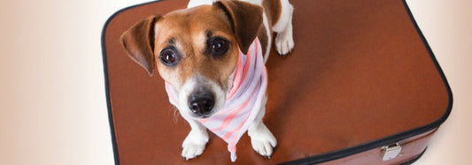 A Travel Guide for Pet Owners