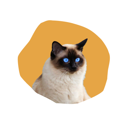 Shop Cat
