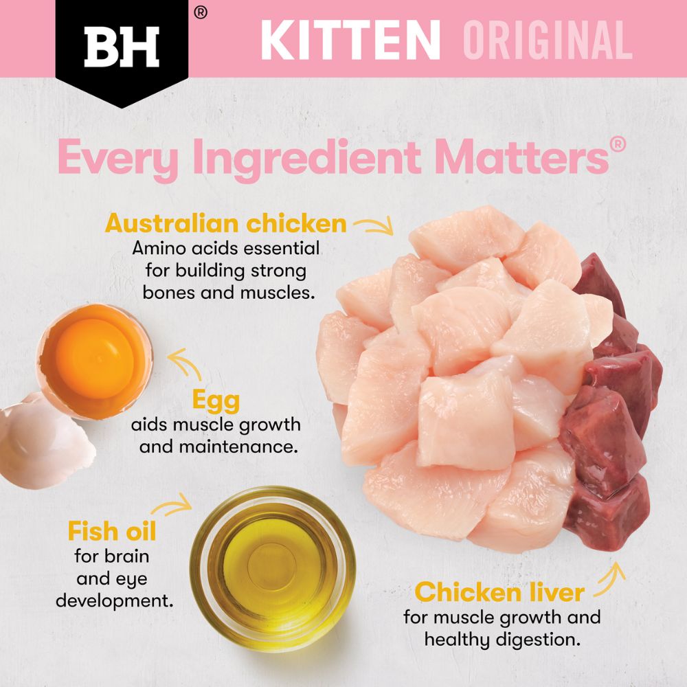 Black Hawk Kitten Chicken