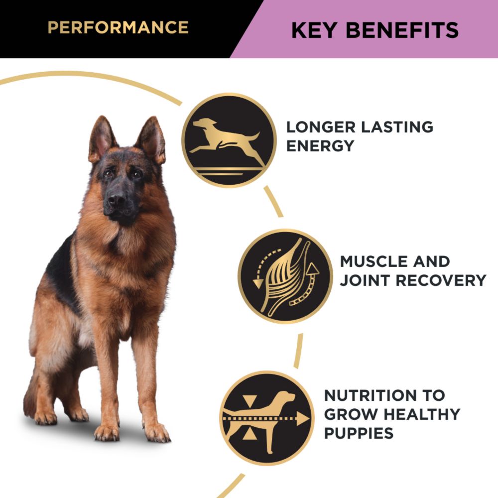 Pro Plan Adult Performance All Size and Life Stages