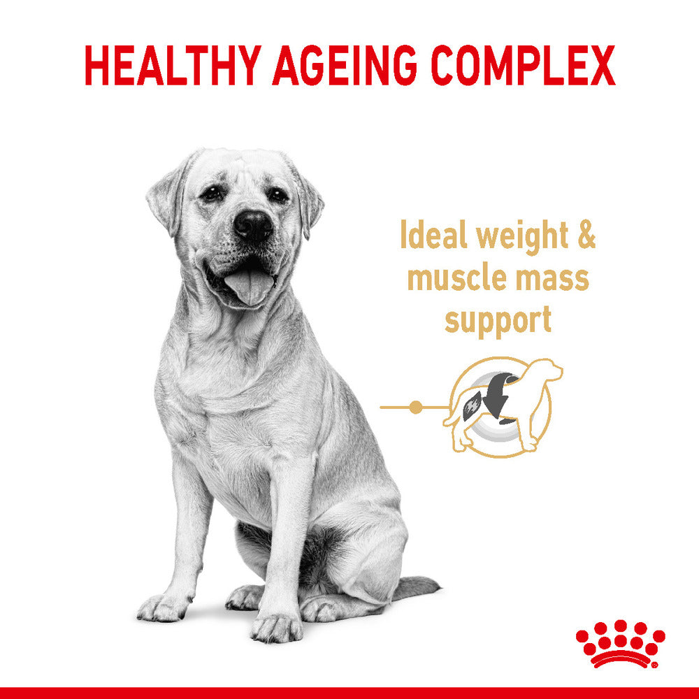 Royal Canin Labrador Adult 5+