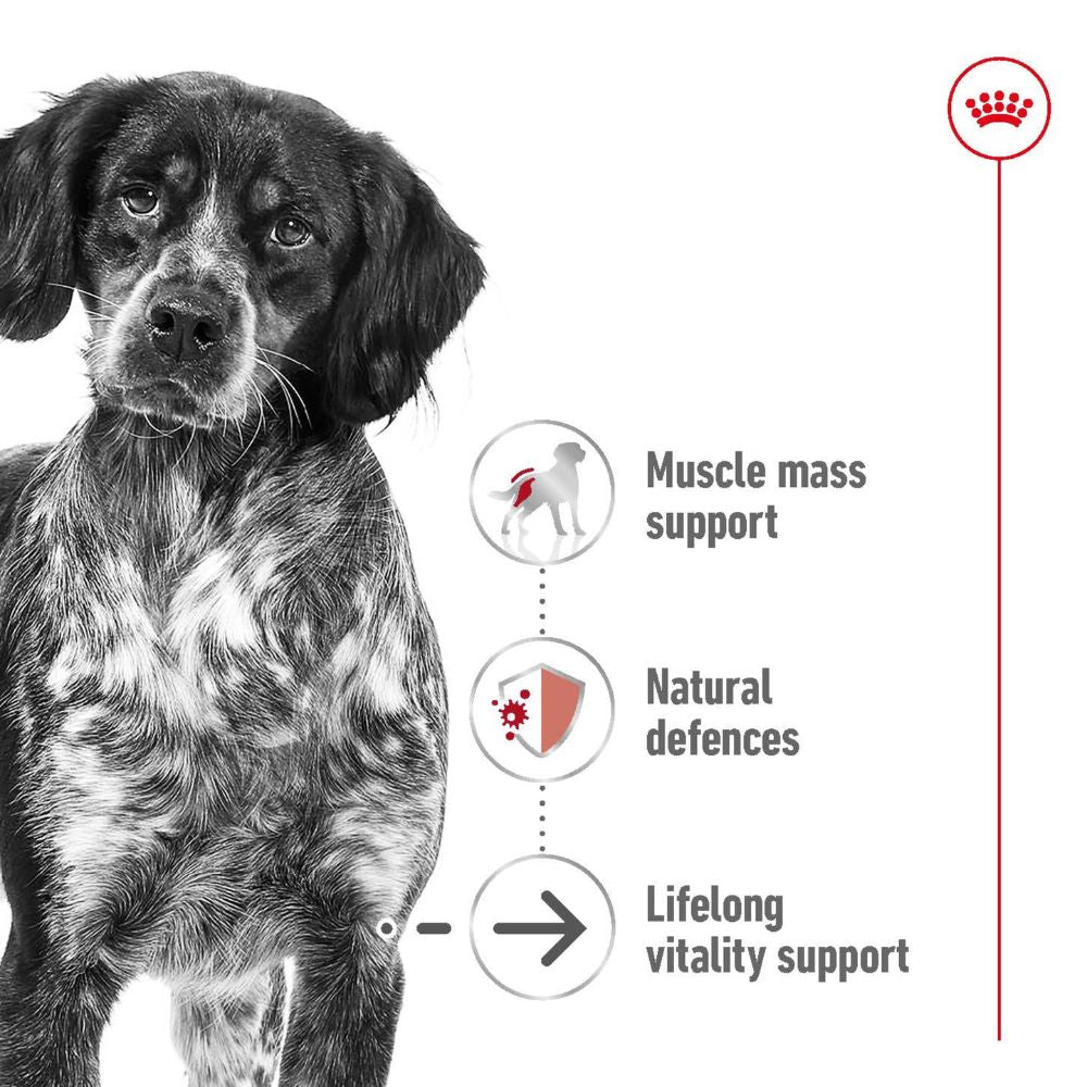 Royal Canin Medium Ageing Adult Loaf Cans