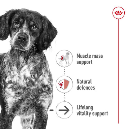 Royal Canin Medium Ageing Adult Loaf Cans