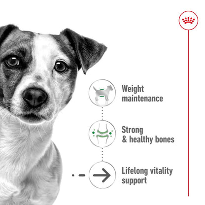 Royal Canin Mini Ageing Adult Loaf Cans