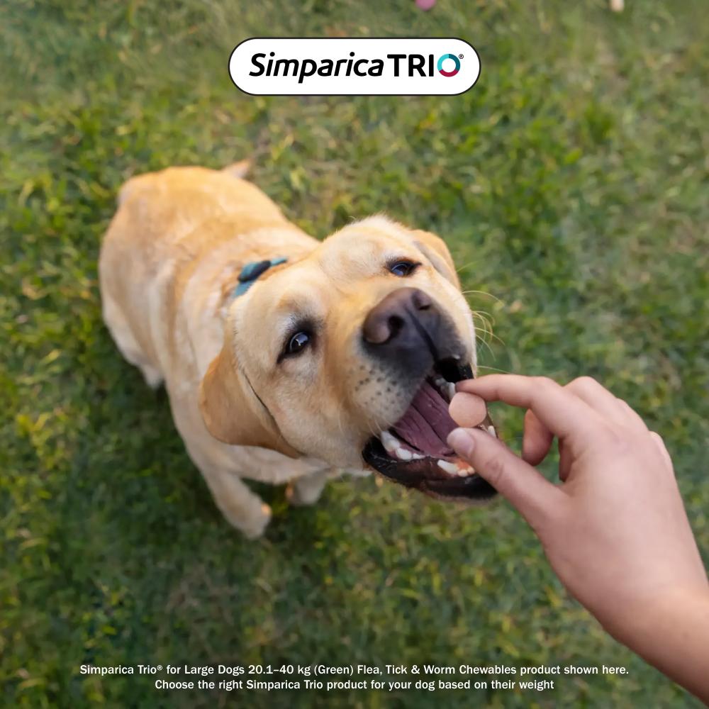Simparica Trio Large 20.1-40kg
