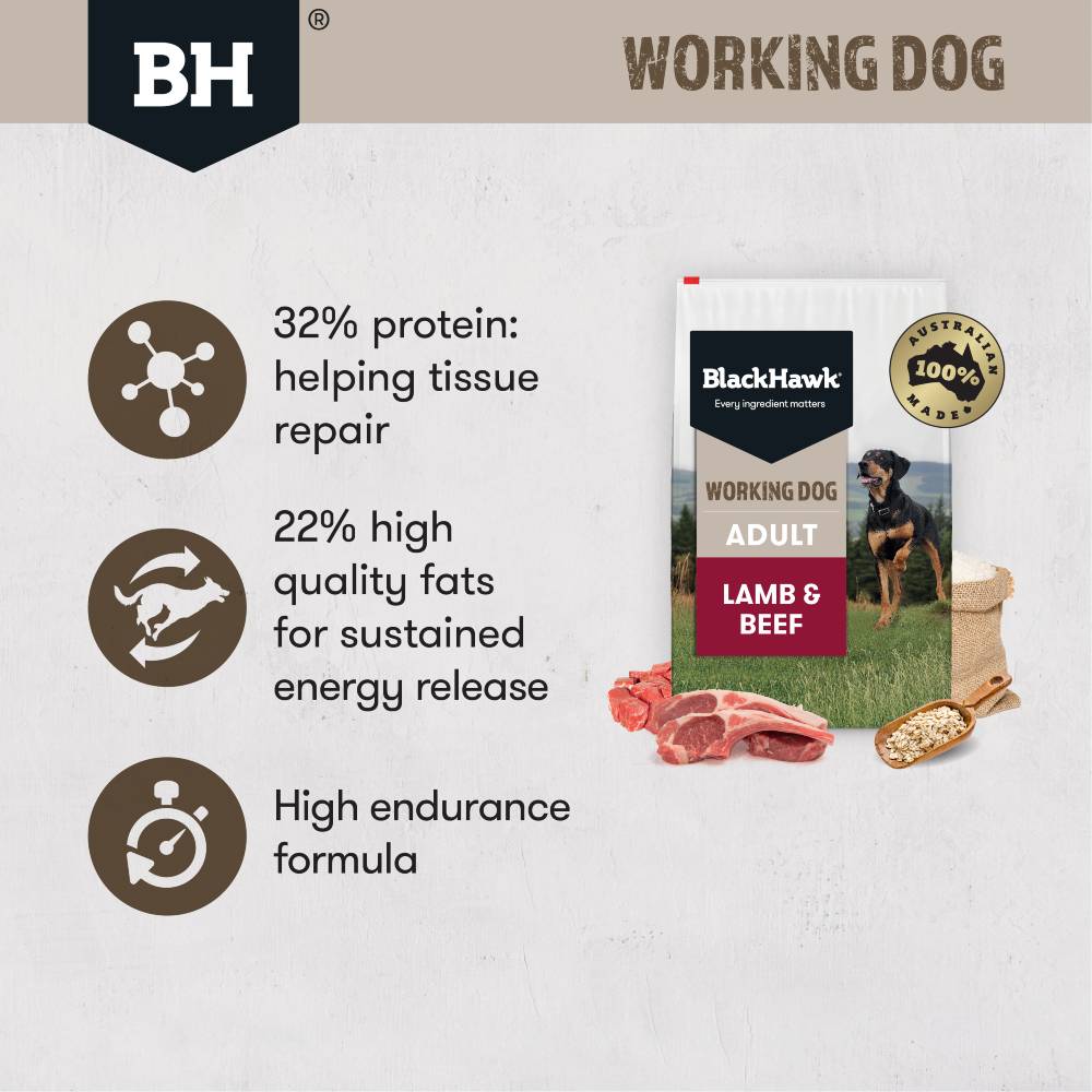 Black Hawk Working Dog